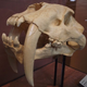 Illustration for article titled Sabertooth predators had huge forelimbs